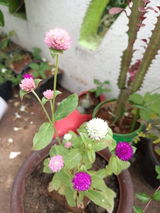 Ankur review photo