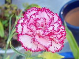 Puneet review photo