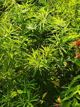 Zeenat review photo