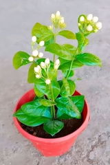 Ankur review photo