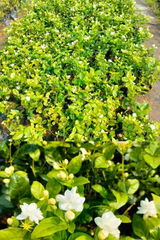 Zeenat review photo
