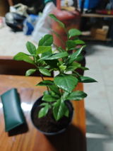 Vineeta review photo