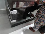 Ankur review photo