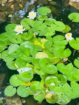 Samarjeet review photo