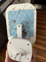 Daisy review photo