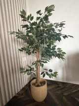 Kanika review photo
