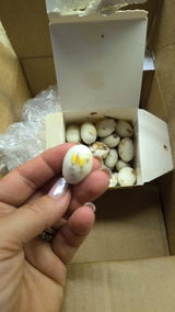 Rossella S. review photo