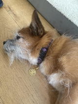 Médaille pour Chien Ronde à Personnaliser