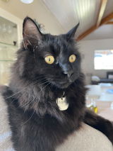 Médaille pour Chat en Forme de Chat à Personnaliser