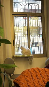 Dania review photo