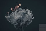 Debra MacPherson review photo