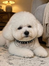 Morgan Reed review photo