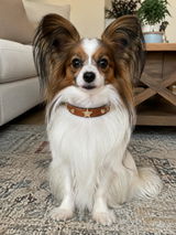 Harper Collins review photo