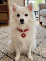 Harper Collins review photo