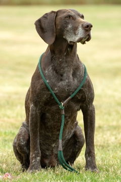 Mendota Slip Leash - Large 1/2 inch