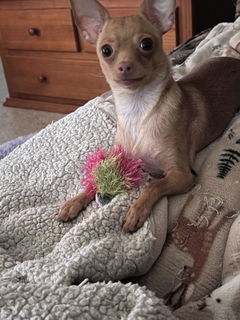Ball - Handmade Squeaky Dog Toy