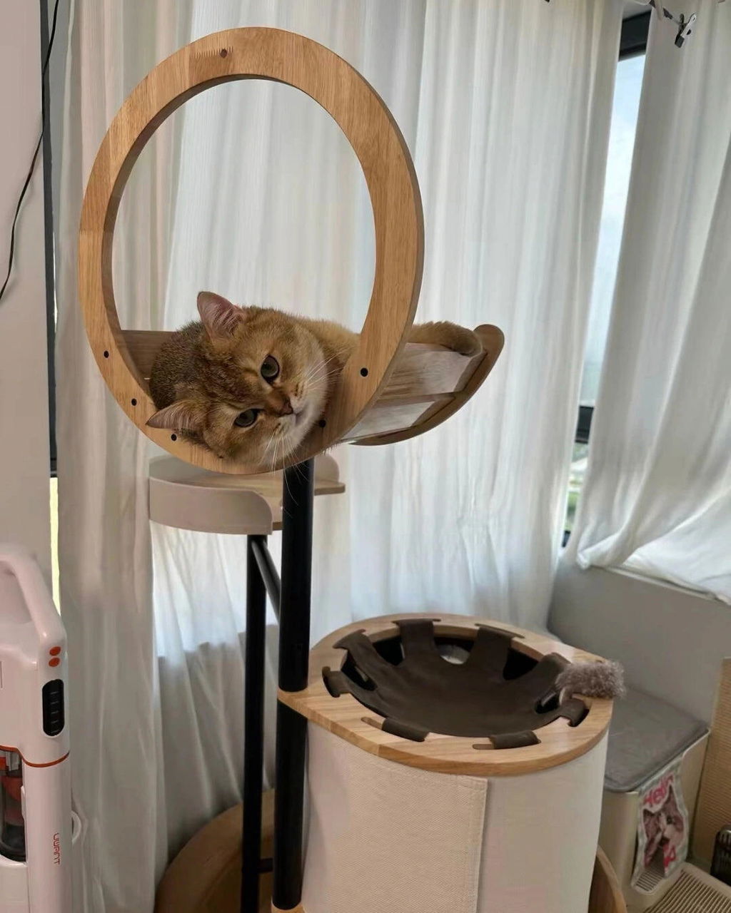 The Cat Loft II
