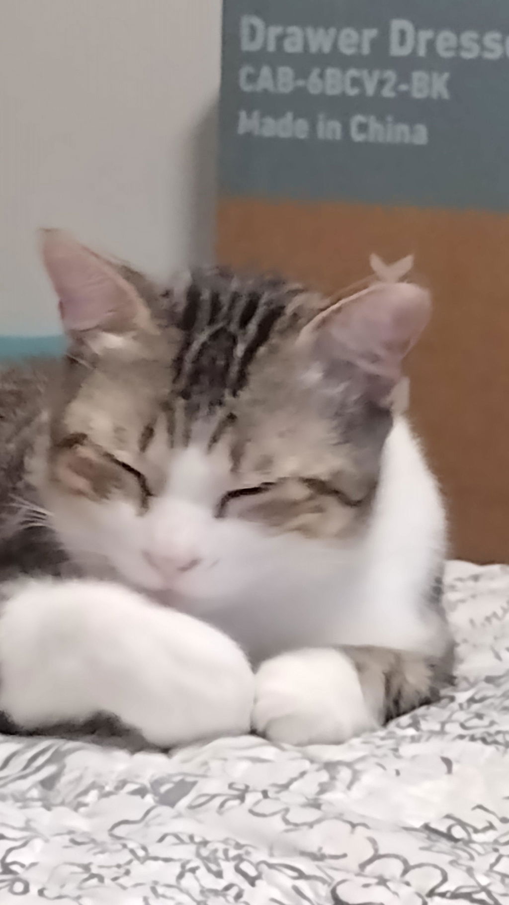 meowbox Cat Subscription Box