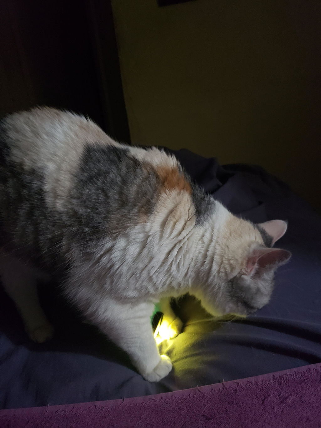 meowbox Cat Subscription Box