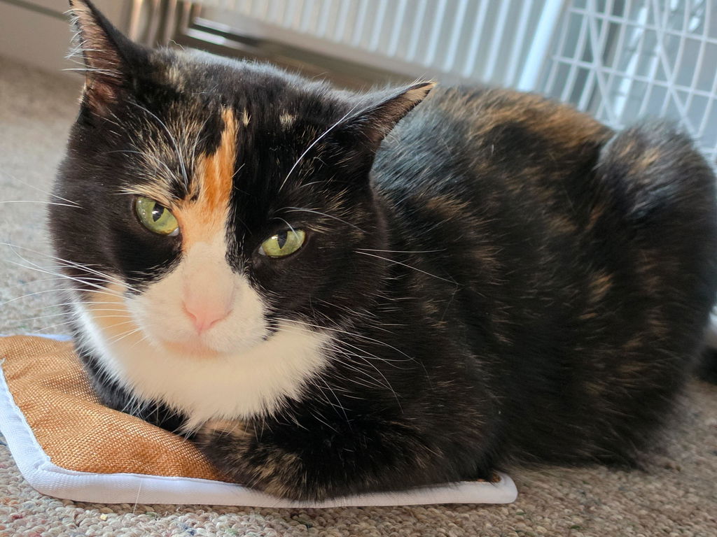 meowbox Cat Subscription Box Canada