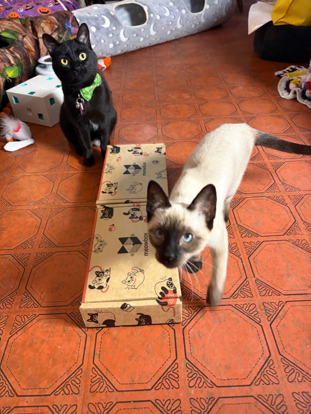 meowbox Cat Subscription Box Canada