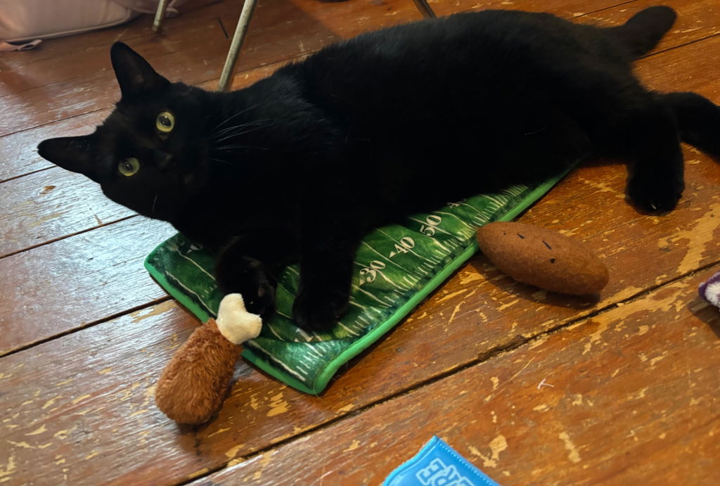 meowbox Cat Subscription Box Canada