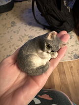 Jessy review photo