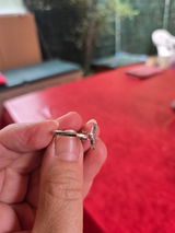 Palmero virginie review photo