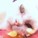 Mausje review photo