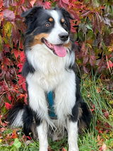 Kenai review photo