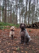 Dog mum review photo
