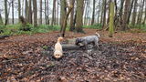 Dog mum review photo