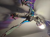Arnold review photo