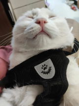 Y***k review photo