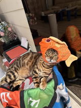B***d review photo