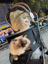 R***y review photo