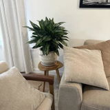 Ivy review photo