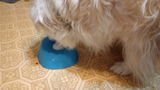 Constanza N review photo