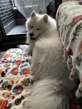 Koromaru review photo