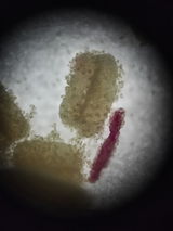 匿名 review photo