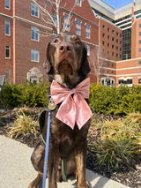 Satin Bow | Collar & Hair Accessory