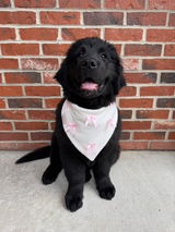 Lovey Dovey | Deluxe Bandana