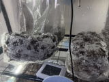 Scott A Carlass review photo