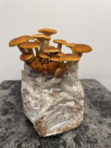 Dan_Vikings review photo