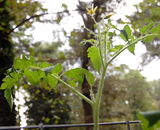 Pippit Carlington review photo