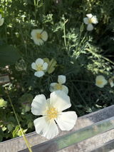 Rose Barazsu review photo