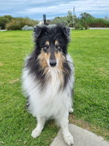 Shona S. review photo