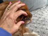 Karen S. review photo