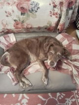 Lynnette S. review photo