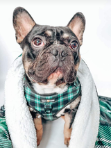 Stitch The Frenchie review photo